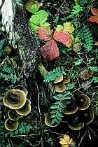 Forest Floor with Mushrooms